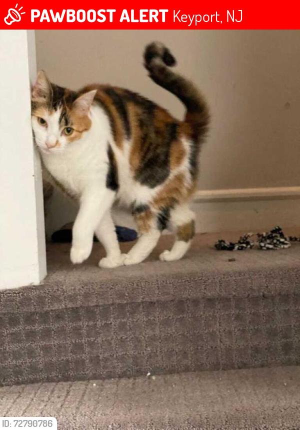 Lost Female Cat last seen Woodmere Dr & Sunset Way, Keyport, NJ 07735