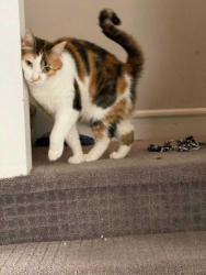 Lost Female Cat last seen Woodmere Dr & Sunset Way, Keyport, NJ 07735