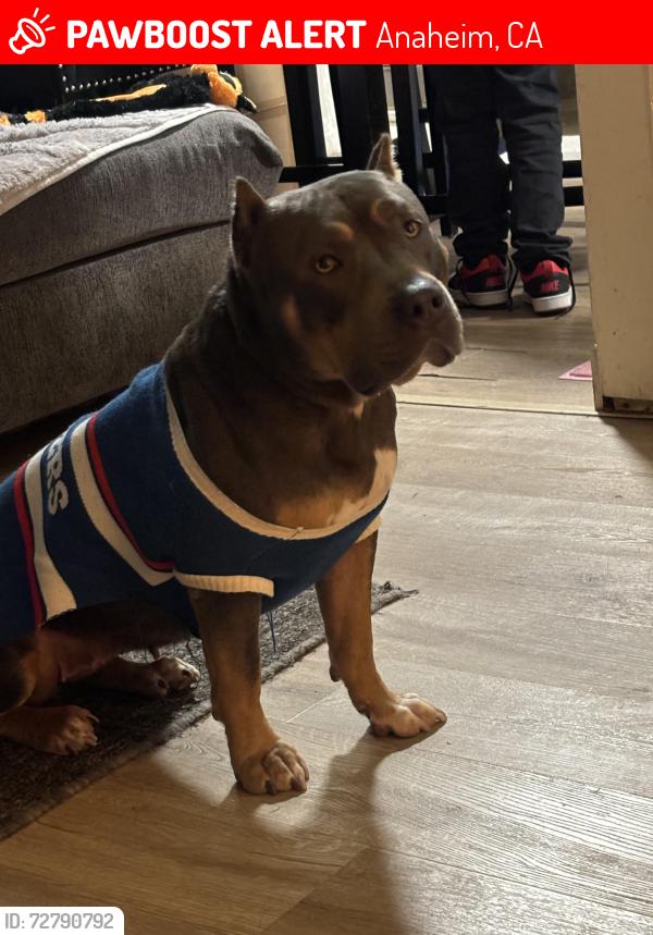 Lost Female Dog last seen East and La Palma , Anaheim, CA 92805