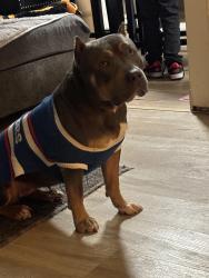 Lost Female Dog last seen East and La Palma , Anaheim, CA 92805