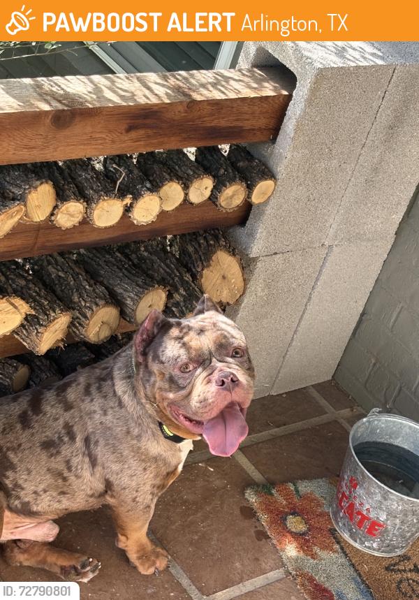 Found/Stray Male Dog last seen Valley meadow, Arlington, TX 76016