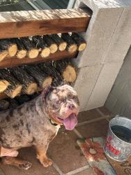 Found/Stray Male Dog last seen Valley meadow, Arlington, TX 76016