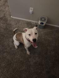 Found/Stray Male Dog last seen Bluejay Dr & Ray Rd, Gilbert, AZ 85297