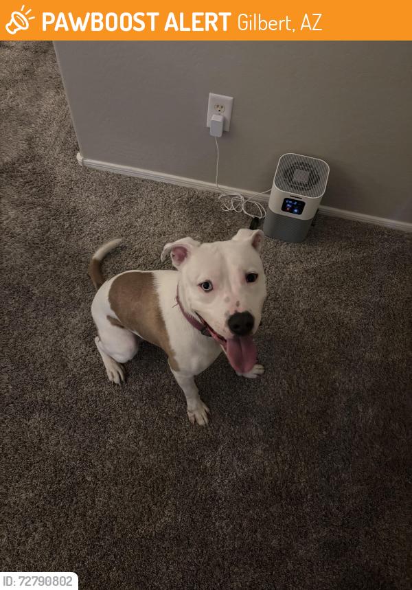 Found/Stray Male Dog last seen Bluejay Dr & Ray Rd, Gilbert, AZ 85297
