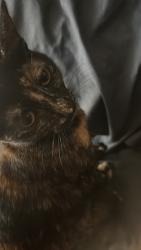 Lost Female Cat last seen Swap shop, Fort Lauderdale, FL 33311