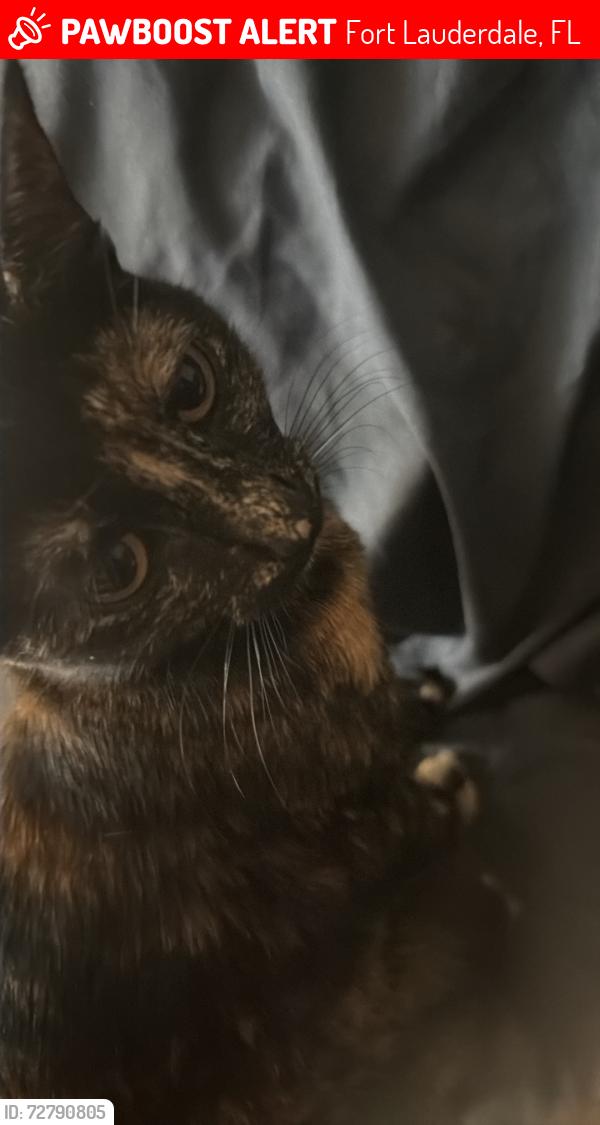 Lost Female Cat last seen Swap shop, Fort Lauderdale, FL 33311
