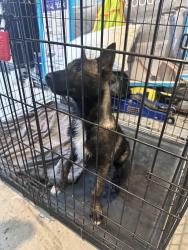 Found/Stray Female Dog last seen Trail de Paris , New Braunfels, TX 78124