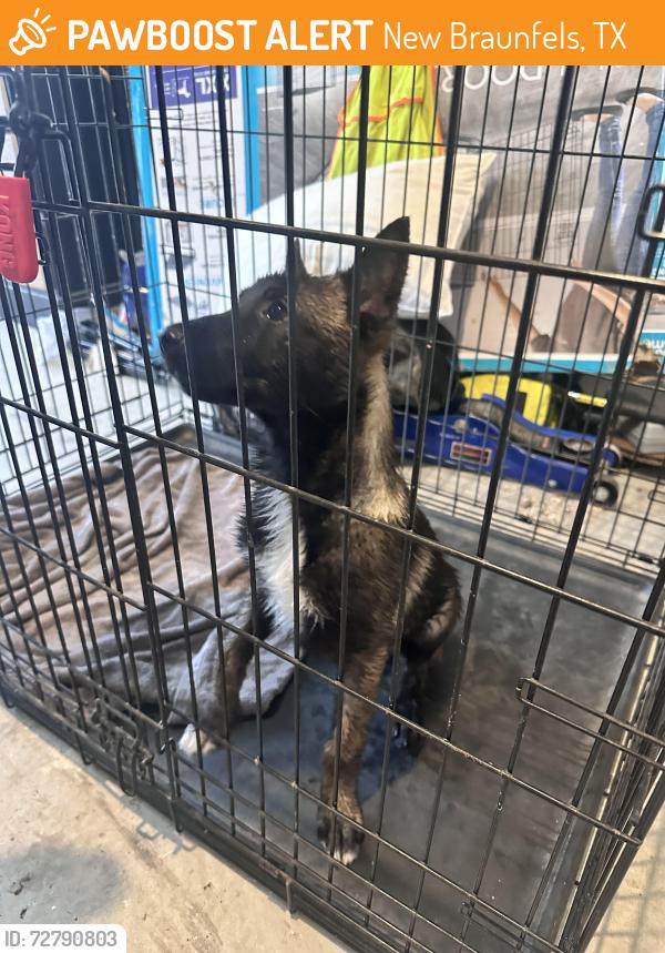 Found/Stray Female Dog last seen Trail de Paris , New Braunfels, TX 78124