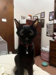 Lost Female Cat last seen Taco Casa, Watauga, TX 76148