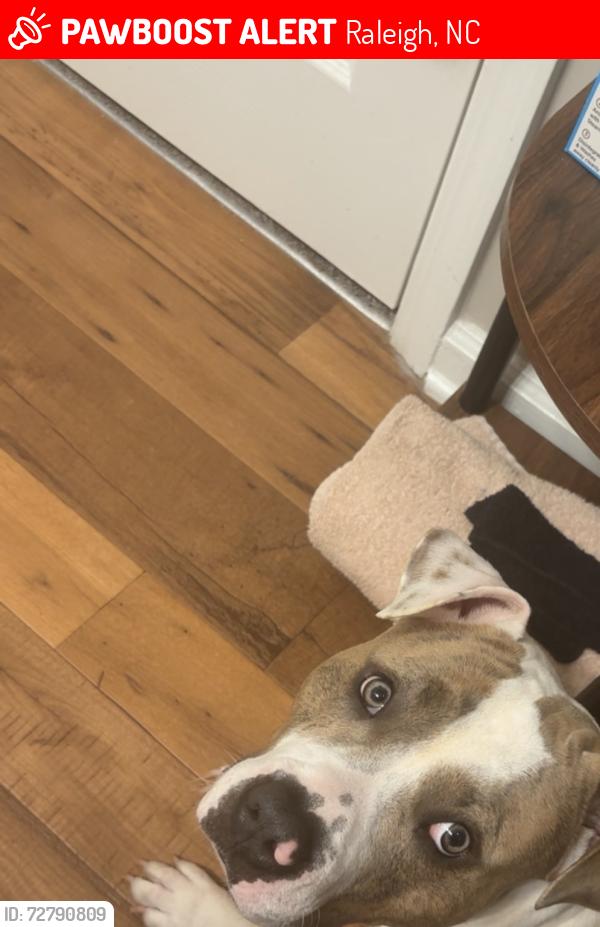 Lost Male Dog last seen Falls of the Neuse, Raleigh, NC 27601