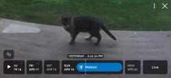 Found/Stray Unknown Cat last seen Bradford Walk area off Batterson Park Rd, Farmington, CT 06110