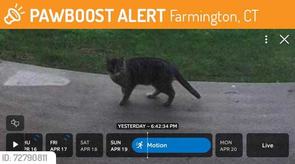Found/Stray Unknown Cat last seen Bradford Walk area off Batterson Park Rd, Farmington, CT 06110