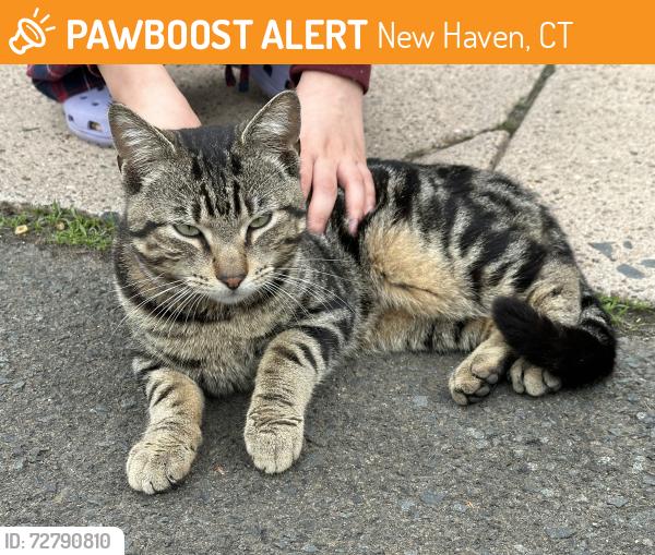 Found/Stray Unknown Cat last seen hse, New Haven, CT 06513