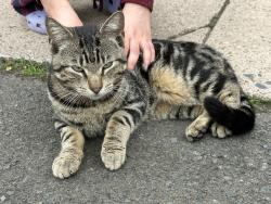Found/Stray Unknown Cat last seen hse, New Haven, CT 06513