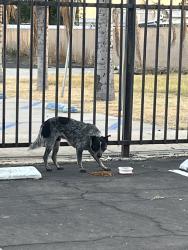 Found/Stray Male Dog last seen Mt Vernon, Bakersfield, CA 93308