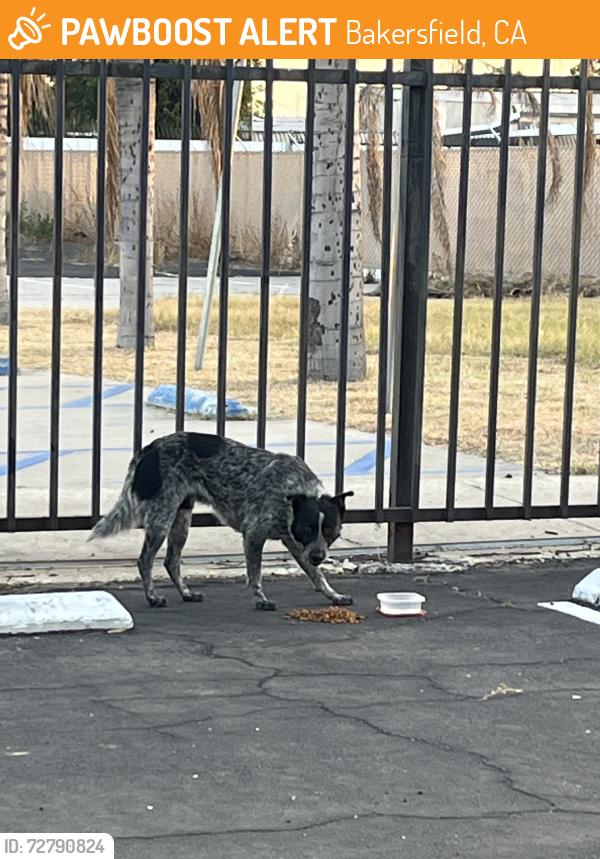 Found/Stray Male Dog last seen Mt Vernon, Bakersfield, CA 93308