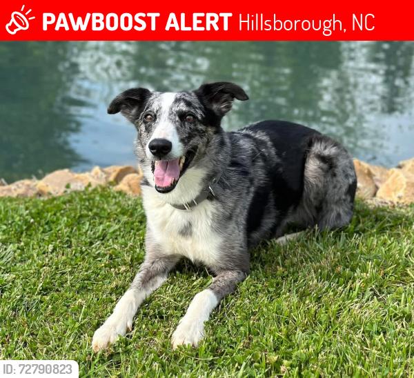 Lost Male Dog last seen Hwy 70 and Riverside Dr. Hillsborough NC, Hillsborough, NC 27278