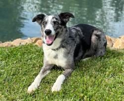 Lost Male Dog last seen Hwy 70 and Riverside Dr. Hillsborough NC, Hillsborough, NC 27278