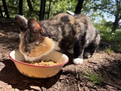 Found/Stray Female Cat last seen Flintwood Dr. , Little Rock, AR 72227