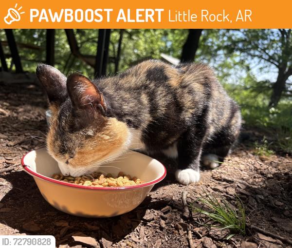 Found/Stray Female Cat last seen Flintwood Dr. , Little Rock, AR 72227