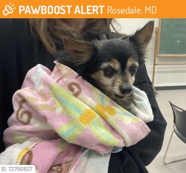 Found/Stray Male Dog last seen Near Philadelphia rd , Rosedale, MD 21237