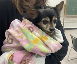 Found/Stray Male Dog last seen Near Philadelphia rd , Rosedale, MD 21237