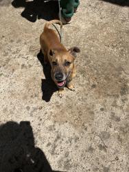 Found/Stray Male Dog last seen Pamella Ct and Kevin St in Lakeway , Hudson Bend, TX 78734