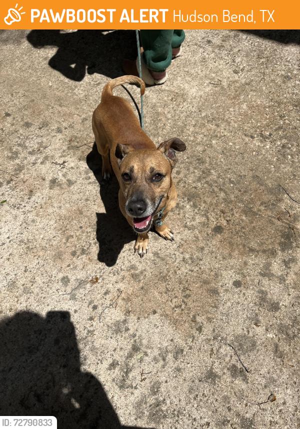 Found/Stray Male Dog last seen Pamella Ct and Kevin St in Lakeway , Hudson Bend, TX 78734