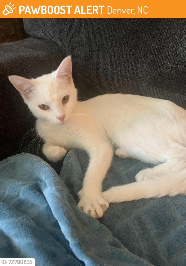 Found/Stray Female Cat last seen Highway 150 E Denver, NC 28037, Denver, NC 28037
