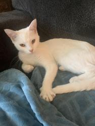 Found/Stray Female Cat last seen Highway 150 E Denver, NC 28037, Denver, NC 28037