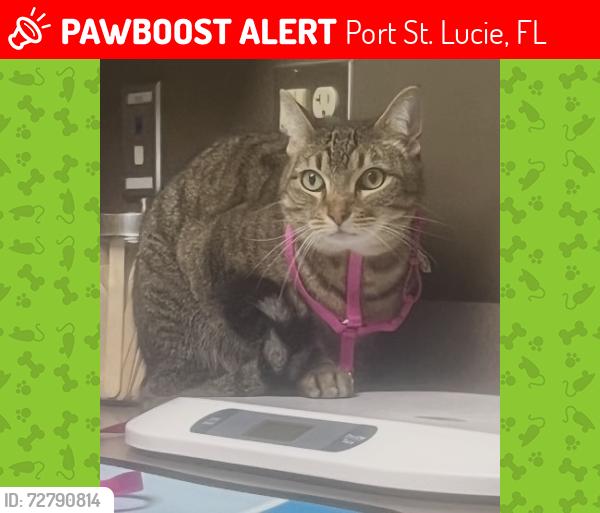 Lost Female Cat last seen Country Club Drive, Country Club Estates, St Lucie West Blvd, Port St. Lucie, FL 34986