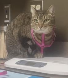 Lost Female Cat last seen Country Club Drive, Country Club Estates, St Lucie West Blvd, Port St. Lucie, FL 34986