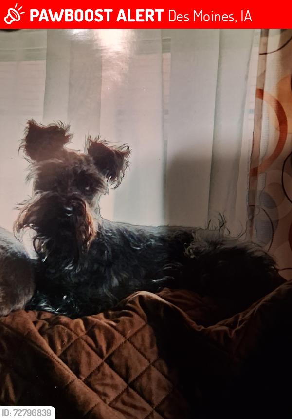 Lost Male Dog last seen Cash saver, Des Moines, IA 50316