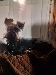 Lost Male Dog last seen Cash saver, Des Moines, IA 50316