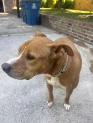 Found/Stray Male Dog last seen Young’s mill road, Greensboro, NC 27406