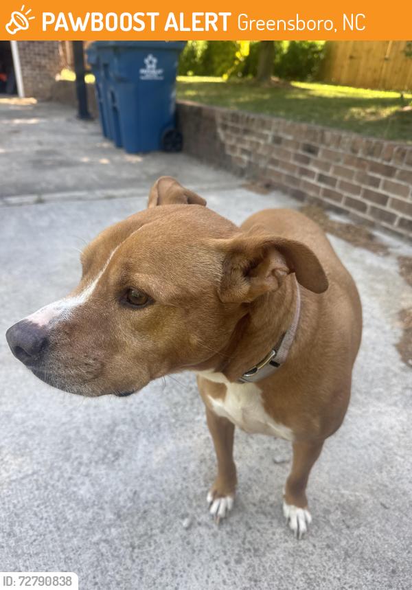 Found/Stray Male Dog last seen Young’s mill road, Greensboro, NC 27406