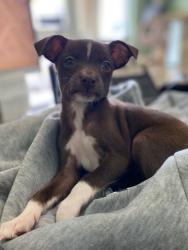 Shelter Stray Female Dog last seen Bexar County, New Braunfels, TX 78130