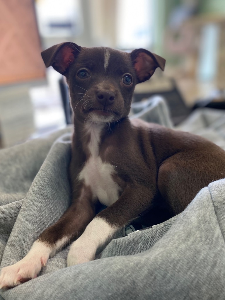 Shelter Stray Female Dog last seen Bexar County, New Braunfels, TX 78130