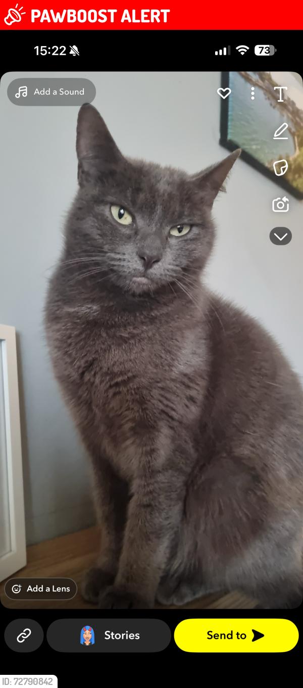 Lost Female Cat last seen Porth, Tonyrefail, Wales CF39 8NA