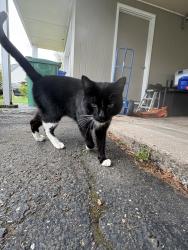 Found/Stray Male Cat last seen Wintonbury Golf Course, Bloomfield, CT 06002
