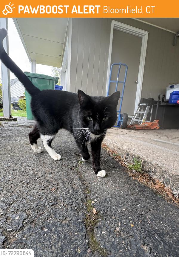 Found/Stray Male Cat last seen Wintonbury Golf Course, Bloomfield, CT 06002