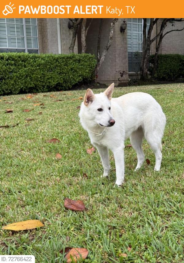 Found/Stray Female Dog last seen Estates at Cullen Park (Barker Cypress & Groschke Rd), Katy, TX 77493