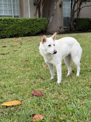 Found/Stray Female Dog last seen Estates at Cullen Park (Barker Cypress & Groschke Rd), Katy, TX 77493