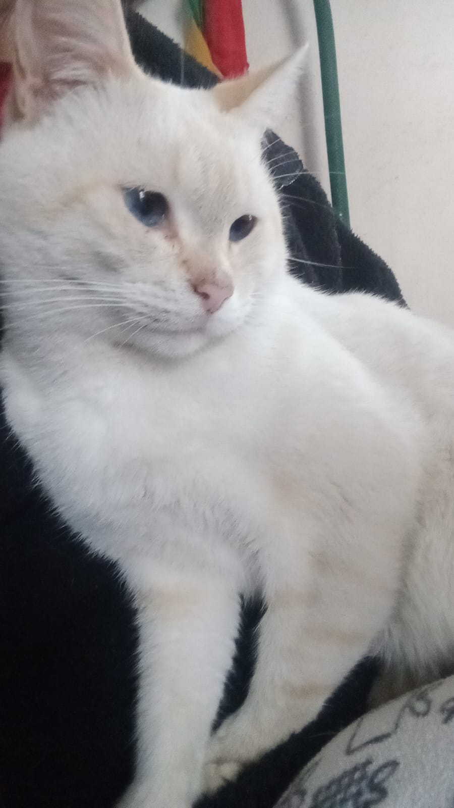 Lost Male Cat last seen DEPORTIVO DE BALCONES DEL SUR  Y KINDER YABCUYTLANESET, Heroica Puebla de Zaragoza, Pue. 72499