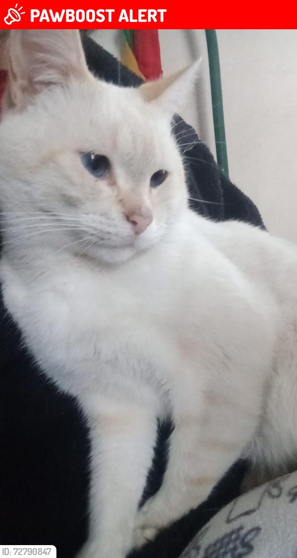 Lost Male Cat last seen DEPORTIVO DE BALCONES DEL SUR  Y KINDER YABCUYTLANESET, Heroica Puebla de Zaragoza, Pue. 72499