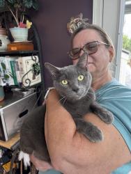Found/Stray Male Cat last seen Whitegate Farm and Caribou Run, Mount Repose, OH 45150