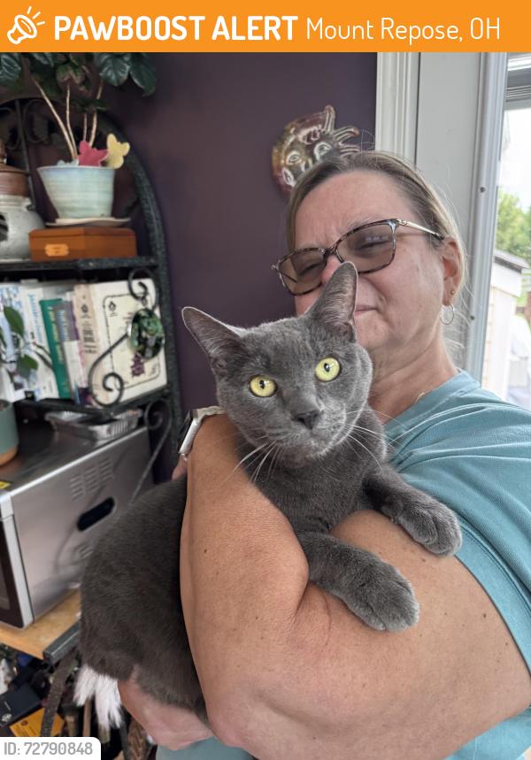 Found/Stray Male Cat last seen Whitegate Farm and Caribou Run, Mount Repose, OH 45150