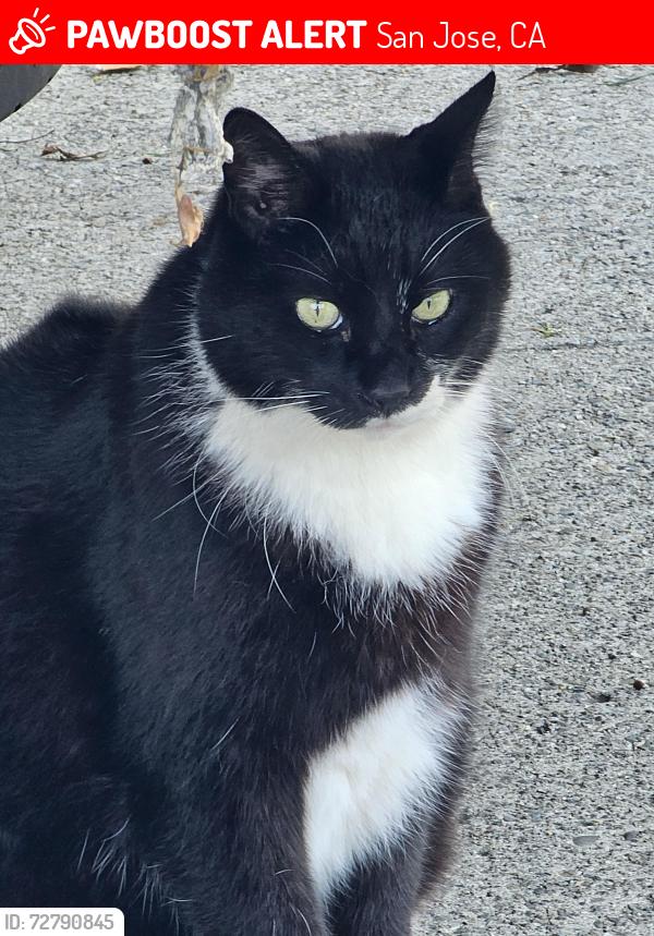 Lost Male Cat last seen Tuers Road, San Jose, CA 95121