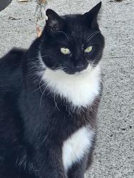 Lost Male Cat last seen Tuers Road , San Jose, CA 95121