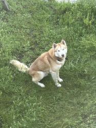 Found/Stray Male Dog last seen Admiral and mingo, Tulsa, OK 74115